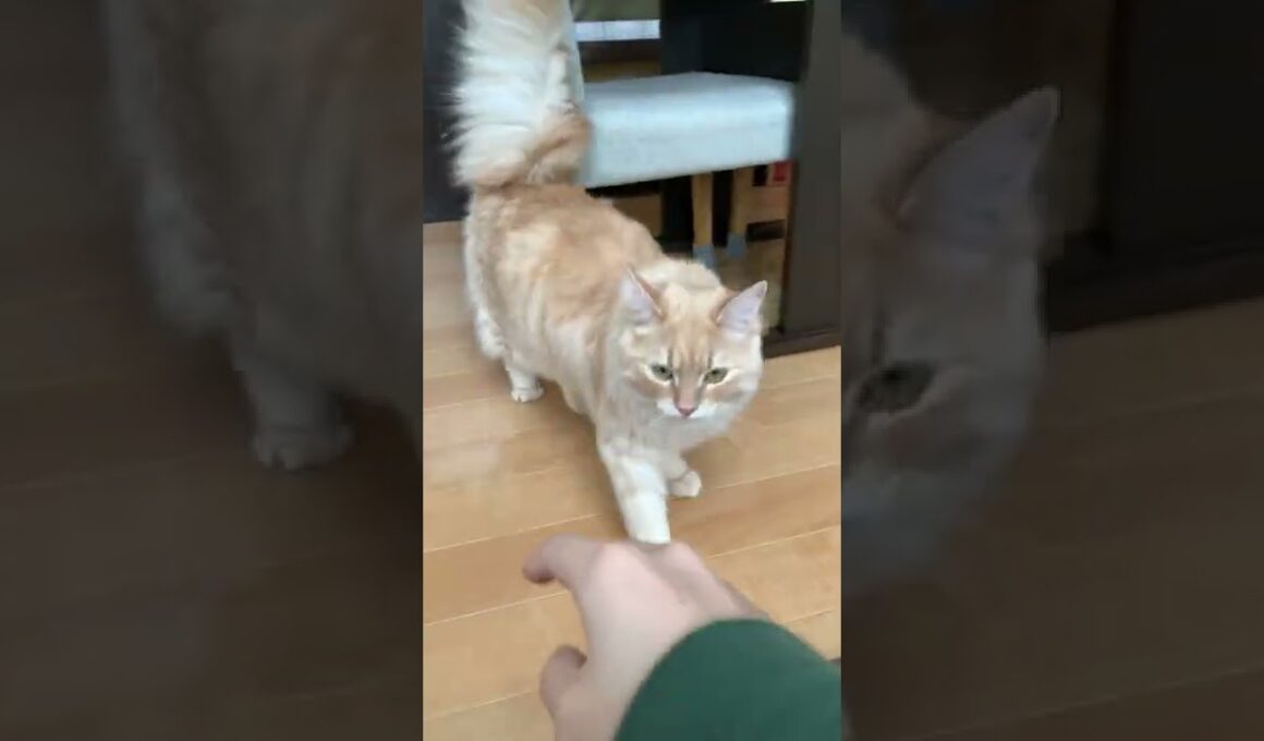 おしゃべり子猫が新しい特技を覚えました！【ラガマフィン】