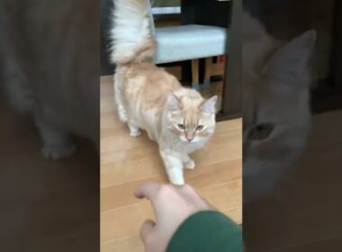 おしゃべり子猫が新しい特技を覚えました！【ラガマフィン】