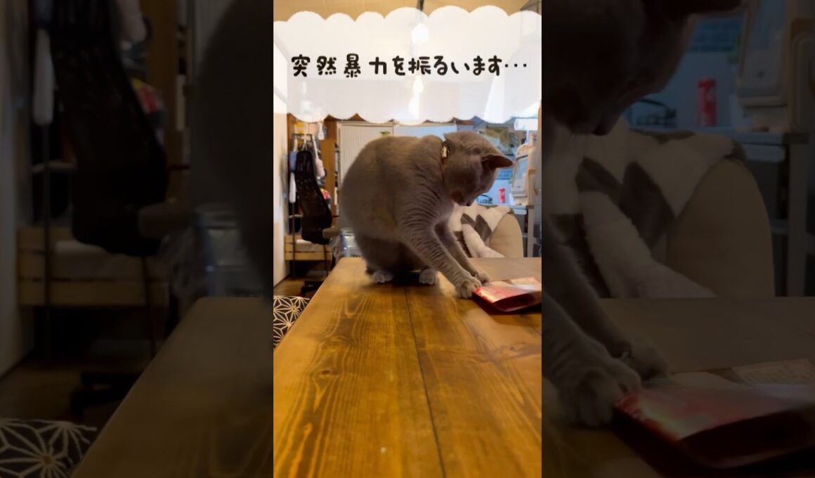 突然の暴力のつむやま〜【シャルトリューつむやまのバイオレンスsweets日記】 #ねこ #cat #chartreux #シャルトリュー #猫のいる暮らし #猫パンチ #ネコ