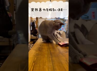 突然の暴力のつむやま〜【シャルトリューつむやまのバイオレンスsweets日記】 #ねこ #cat #chartreux #シャルトリュー #猫のいる暮らし #猫パンチ #ネコ