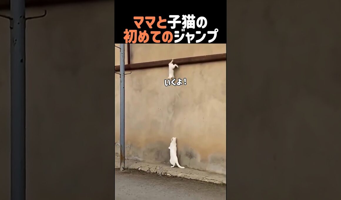 ママと子猫の初めてのジャンプ