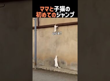 ママと子猫の初めてのジャンプ