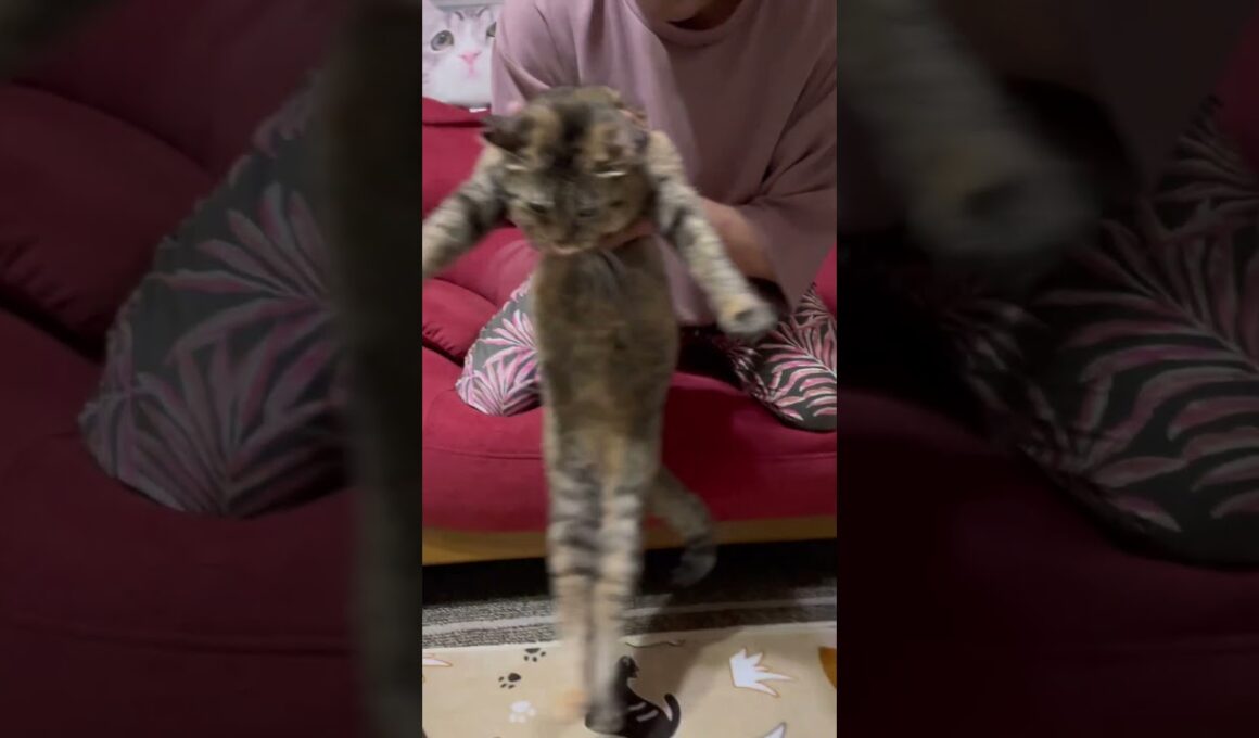 ピーちゃんです