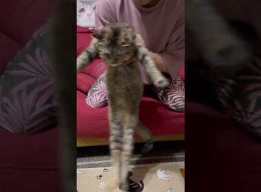 ピーちゃんです