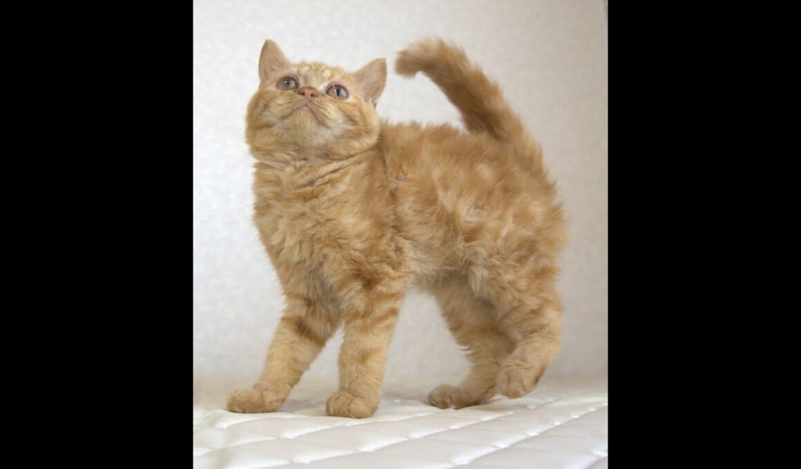 セルカークレックス子猫　Selkirk Rex　2025.5.28産まれ　レッドタビー　巻き毛　男の子　シーダキャット猫のお店
