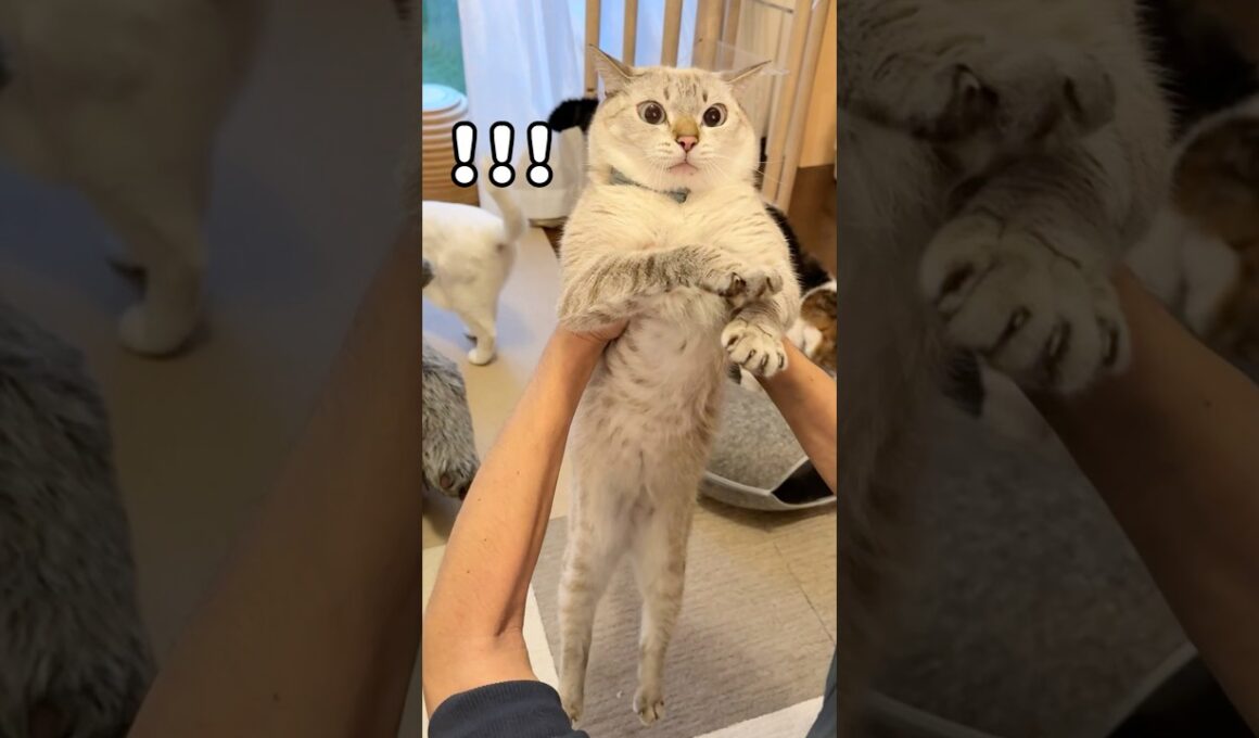 抱っこ好きの長男猫うしおと抱っこは苦手な末っ子猫くう