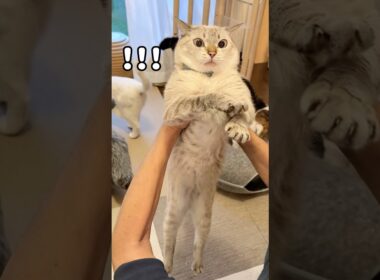 抱っこ好きの長男猫うしおと抱っこは苦手な末っ子猫くう
