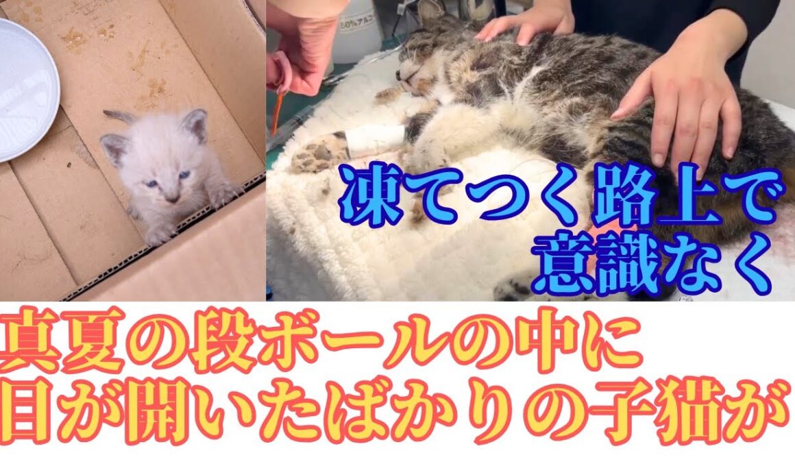 【146】あと数時間で‥尿毒症のさくら猫が新たなステージへ⭐︎かるがも子猫レオ君のご報告㊗️