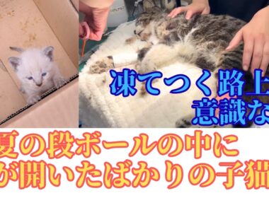 【146】あと数時間で‥尿毒症のさくら猫が新たなステージへ⭐︎かるがも子猫レオ君のご報告㊗️