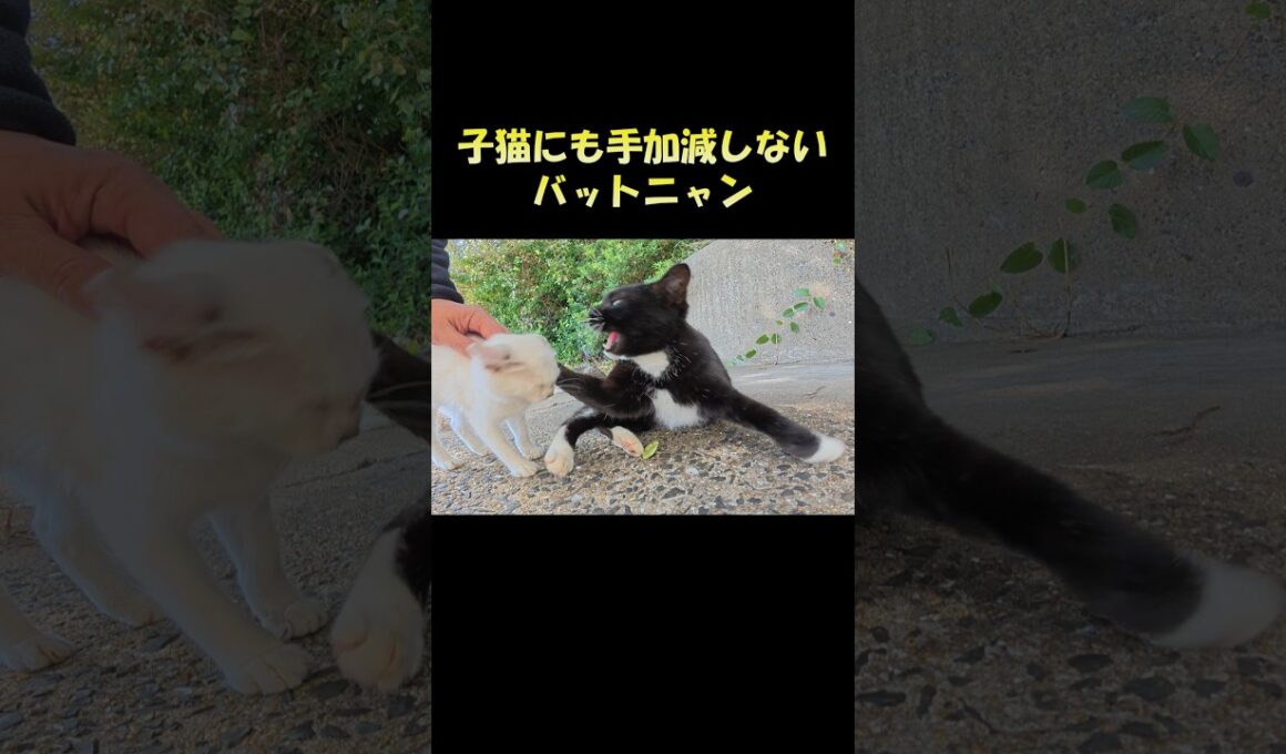 子猫にも手加減しないバットニャン #猫 #ねこ #cat