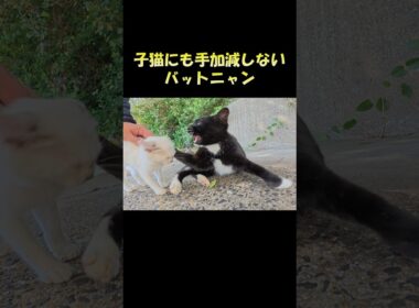 子猫にも手加減しないバットニャン #猫 #ねこ #cat