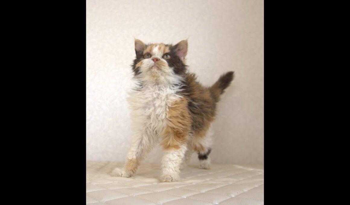 セルカークレックス子猫　Selkirk Rex　2025.5.28産まれ　キャリコ　三毛猫　巻き毛　女の子　シーダキャット猫のお店