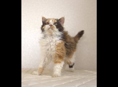 セルカークレックス子猫　Selkirk Rex　2025.5.28産まれ　キャリコ　三毛猫　巻き毛　女の子　シーダキャット猫のお店