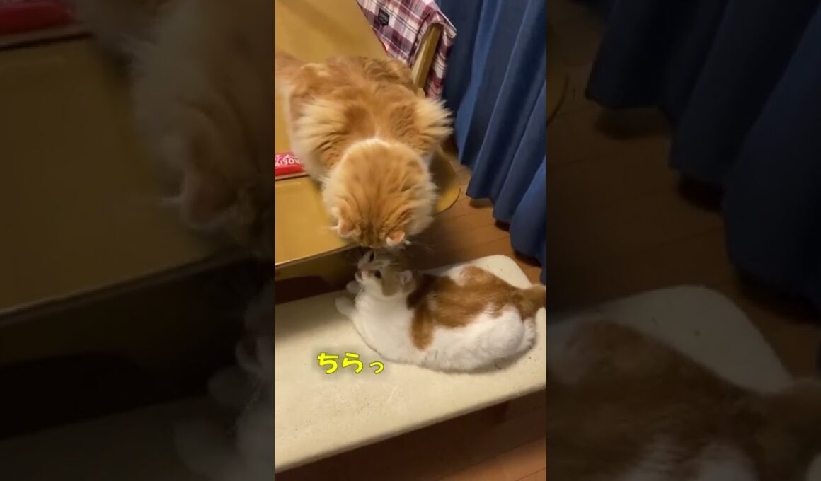 【ｱﾒﾘｶﾝｶｰﾙmocca】ただのいちゃいちゃｗ #ねこ #猫 #ｱﾒﾘｶﾝｶｰﾙ