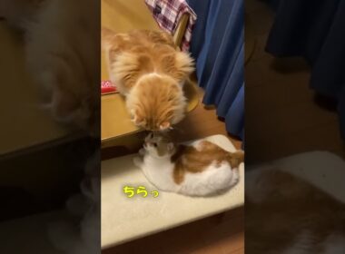 【ｱﾒﾘｶﾝｶｰﾙmocca】ただのいちゃいちゃｗ #ねこ #猫 #ｱﾒﾘｶﾝｶｰﾙ