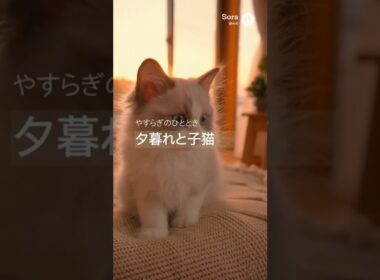 Calm Sunset with Birman Kitten 🌇 | バーマン子猫と過ごす穏やかな夕暮れ