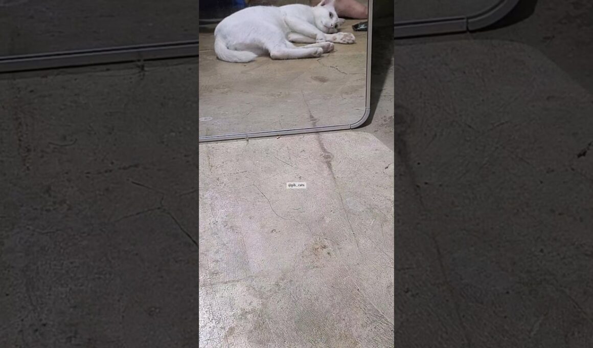 Just Yeti being… well, Yeti 🐾 #funny #cute #cat #petshub #petlovers #petslife #beautifulpets