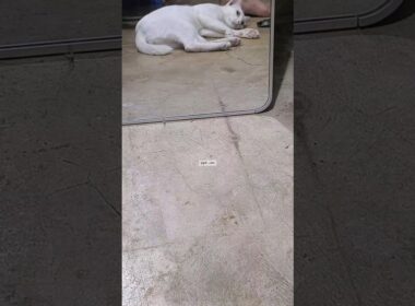 Just Yeti being… well, Yeti 🐾 #funny #cute #cat #petshub #petlovers #petslife #beautifulpets