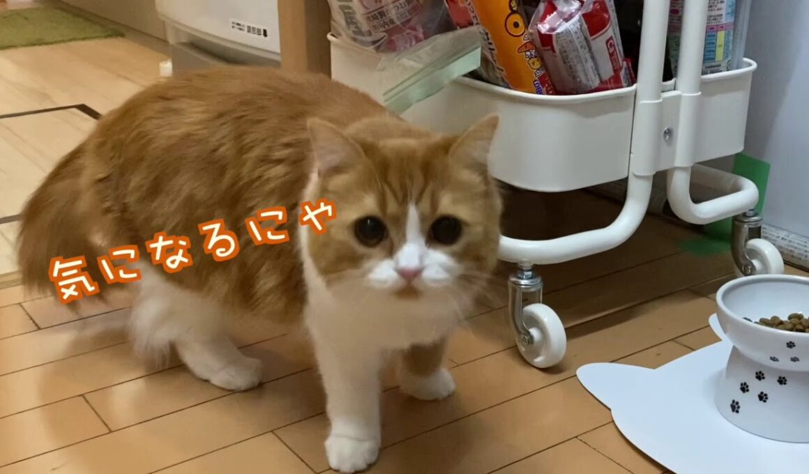 元気に遊ぶ子猫とシャーする先輩猫【スコティッシュフォールド・マンチカン】