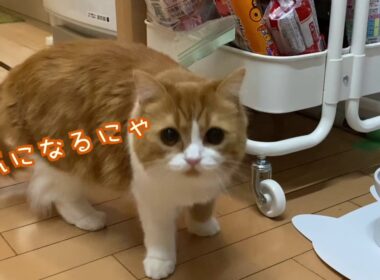 元気に遊ぶ子猫とシャーする先輩猫【スコティッシュフォールド・マンチカン】