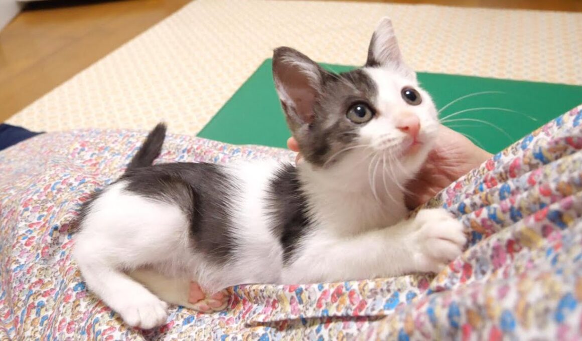 名前を呼ばれた子猫が嬉しそうに返事する【赤ちゃん猫　保護猫】