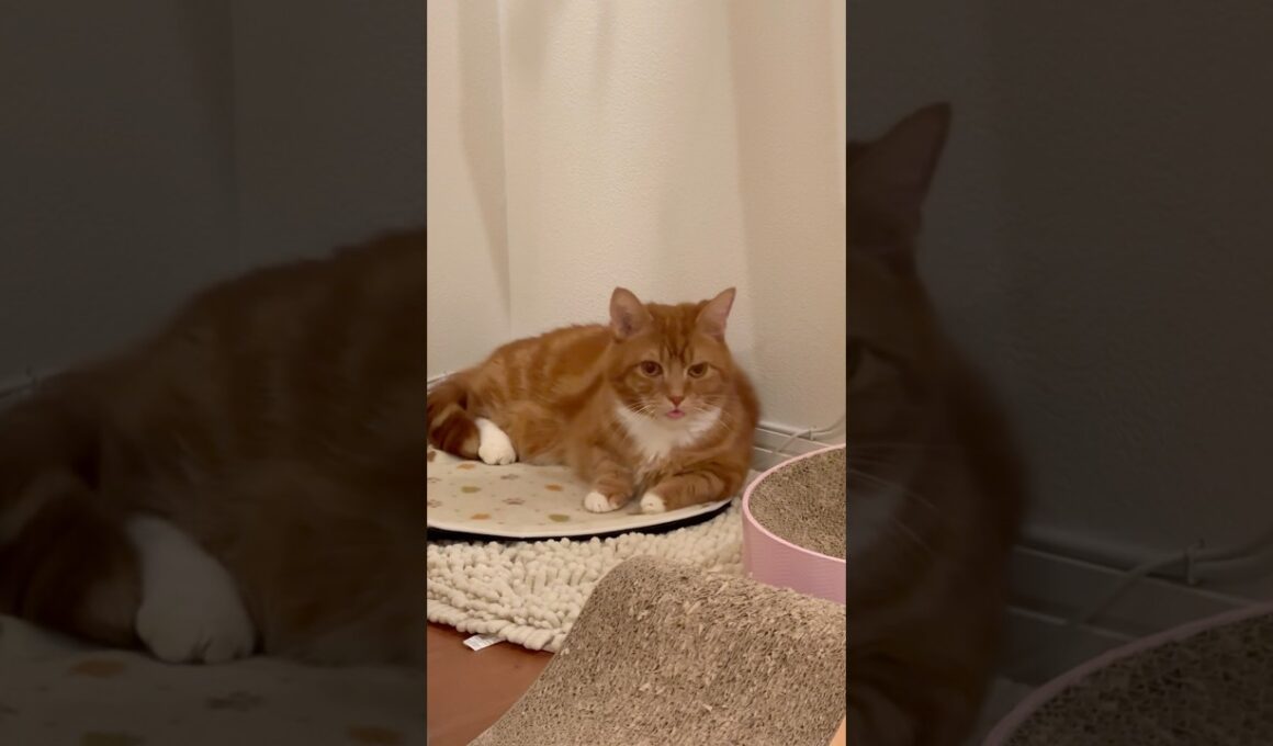 【たまにあるヤツ】#マンチカン#マンチカン短足#マンチカン子猫#ブリマンチ#ブリティッシュショートヘア#茶トラ#キジシロ#子猫#多頭飼い#猫のいる暮らし#チュール#肉球#猫の癖が強い