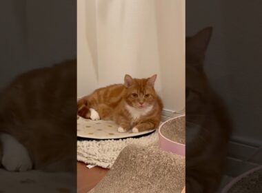 【たまにあるヤツ】#マンチカン#マンチカン短足#マンチカン子猫#ブリマンチ#ブリティッシュショートヘア#茶トラ#キジシロ#子猫#多頭飼い#猫のいる暮らし#チュール#肉球#猫の癖が強い