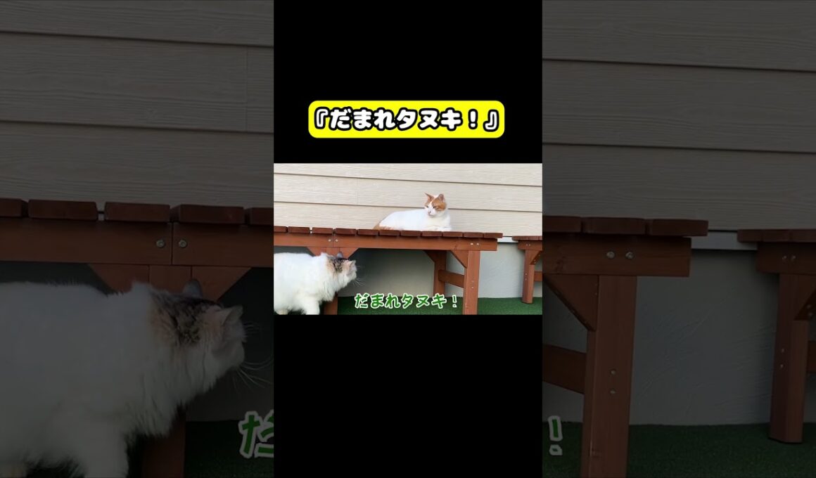 だまれタヌキ!!!!　#猫 #おもしろ #アテレコ #ニャンチューバーつくし