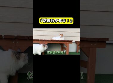 だまれタヌキ!!!!　#猫 #おもしろ #アテレコ #ニャンチューバーつくし