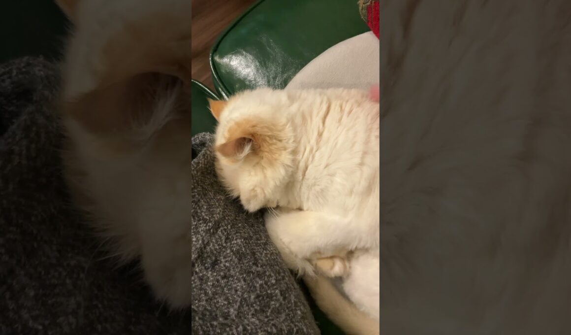 ♥チーノの日常【😽😪💤トントン…】ホワイトヒマラヤン14歳　#shorts　#cat　#pets　猫好き　癒し