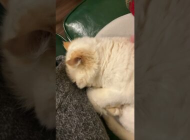 ♥チーノの日常【😽😪💤トントン…】ホワイトヒマラヤン14歳　#shorts　#cat　#pets　猫好き　癒し