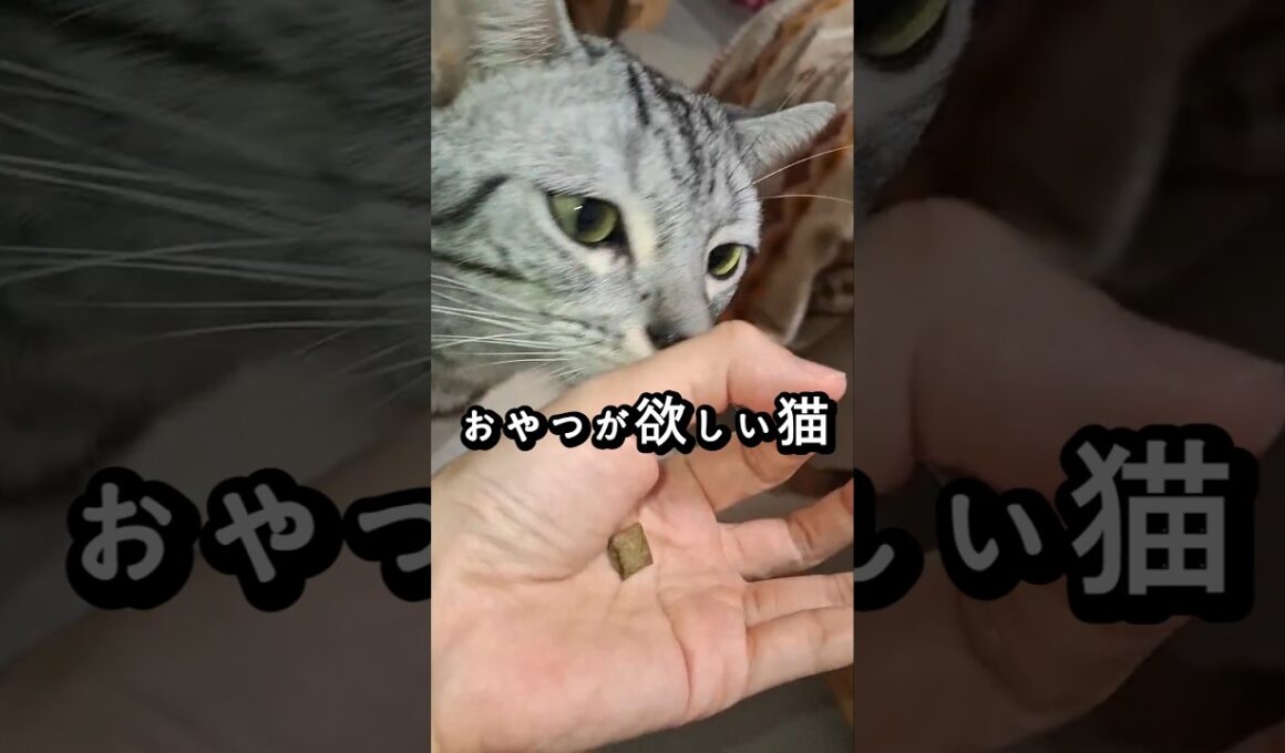 ｢おやつがほしい猫｣#shorts  #cat  #アメショ アメリカンショートヘアー #猫のいる暮らし #猫 #ねこのいる生活