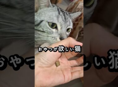 ｢おやつがほしい猫｣#shorts  #cat  #アメショ アメリカンショートヘアー #猫のいる暮らし #猫 #ねこのいる生活