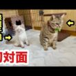 初対面の子猫と先輩猫の反応がこちらになります