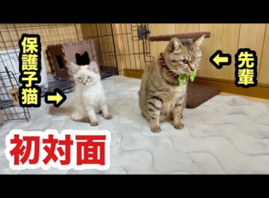 初対面の子猫と先輩猫の反応がこちらになります
