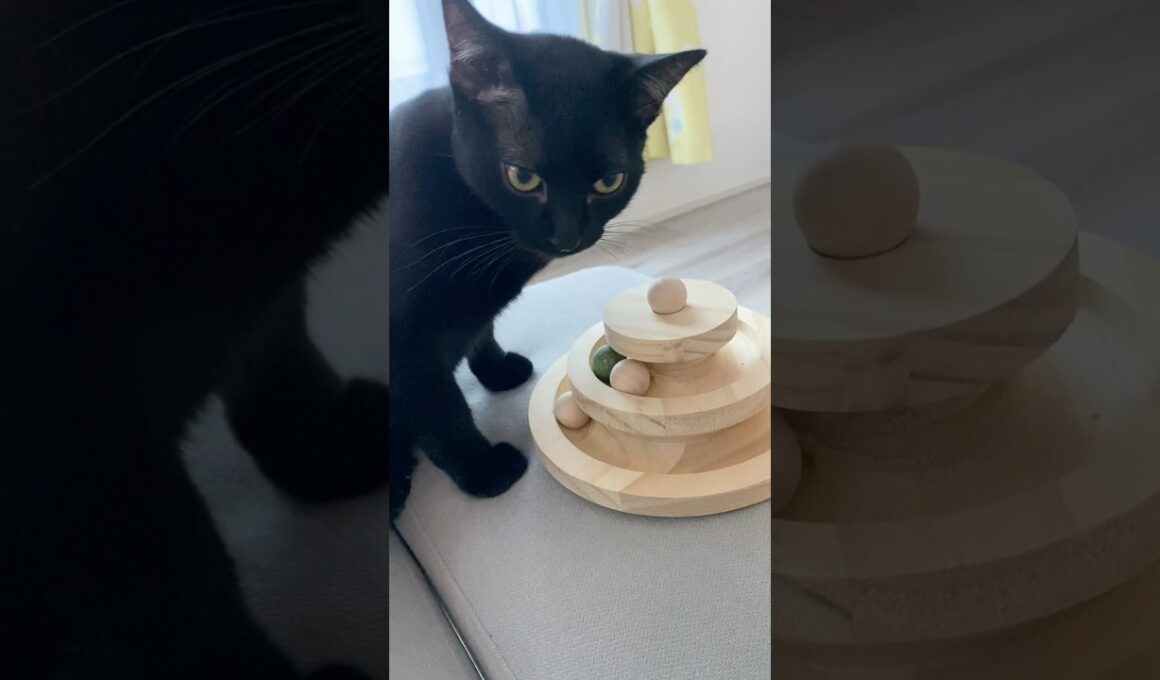 いそがしい黒猫ボンベイ　#子猫 #cat #bombay #猫のいる暮らし #ねこのいる生活 #ねこ動画 #ねこ #かわいい #癒やし #おもちゃ