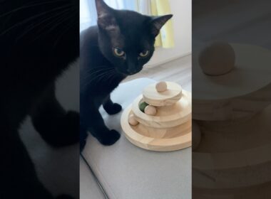 いそがしい黒猫ボンベイ　#子猫 #cat #bombay #猫のいる暮らし #ねこのいる生活 #ねこ動画 #ねこ #かわいい #癒やし #おもちゃ