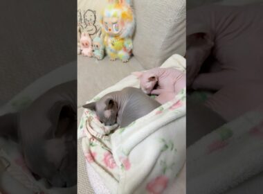 シンクロスタイルで眠る猫スルタンとアレクサンドラ【スフィンクス】