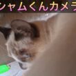 たぬシャムくんのバックショット。地域猫、野良猫に餌やり。