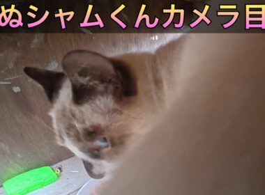 たぬシャムくんのバックショット。地域猫、野良猫に餌やり。