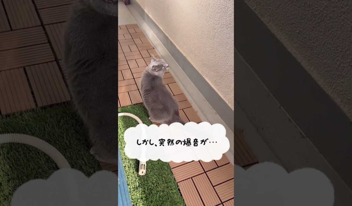 予行演習のつむやま〜【シャルトリューつむやまの入間航空祭日記】 #ねこ #cat #猫 #シャルトリュー #chartreux #ネコ #入間航空祭 #入間基地 #航空自衛隊
