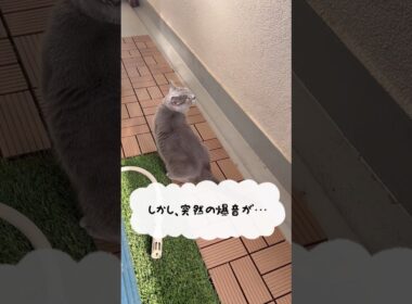 予行演習のつむやま〜【シャルトリューつむやまの入間航空祭日記】 #ねこ #cat #猫 #シャルトリュー #chartreux #ネコ #入間航空祭 #入間基地 #航空自衛隊