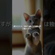【ねこ図鑑】コラット | #shorts