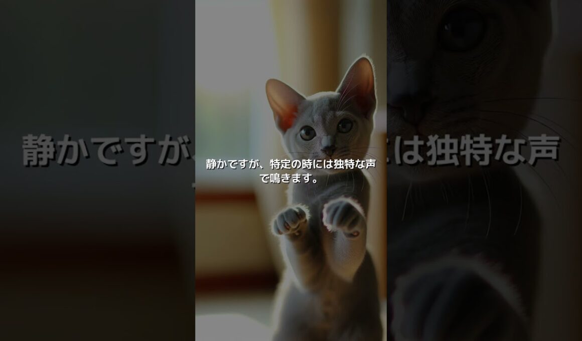 【ねこ図鑑】コラット | #shorts