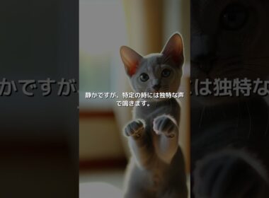 【ねこ図鑑】コラット | #shorts