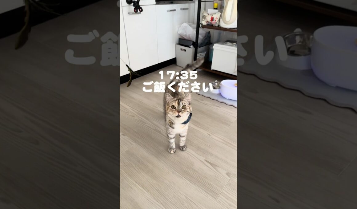 朝から飼い主を一喝した日　#猫#ネコ#cat#スコティッシュフォールド#たち耳スコティッシュ#catlife#funnycat#고양이