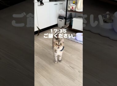 朝から飼い主を一喝した日　#猫#ネコ#cat#スコティッシュフォールド#たち耳スコティッシュ#catlife#funnycat#고양이