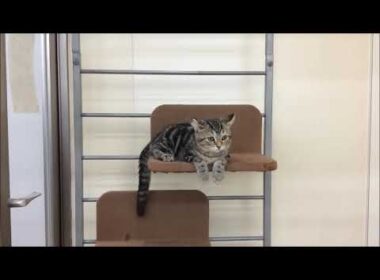 ☆近江八幡店　アメリカン・カール　1220513