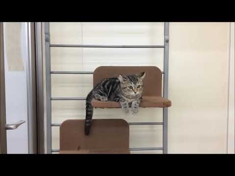 ☆近江八幡店　アメリカン・カール　1220513