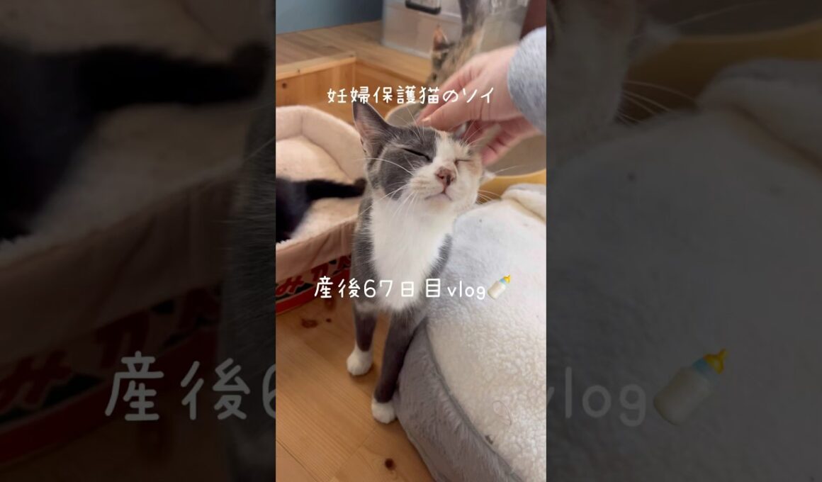 妊婦保護猫のソイ🤎産後６７日目vlog｜しっぽまで魅力的なソイ🐈朝から晩までかわいいだらけ🫶　#保護猫 #猫の出産 #妊娠猫 #子猫の成長記録 #cat #rescuecat